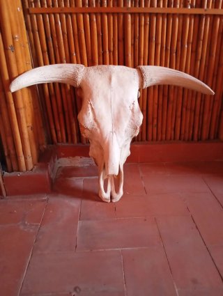 Cabeza de Vaca Decorada