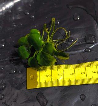 Piante acquatiche Anubia per acquari