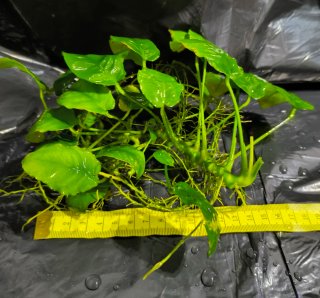 Pianta acquatica Anubias per acquari