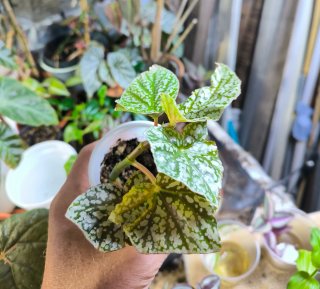Begonia Snowcap. Planta