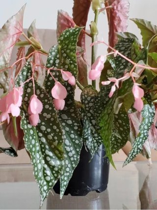 Begonia Snowcap. Planta