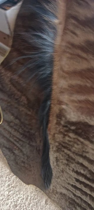 Tappeto Blue Wildebeest Africano