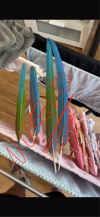 Plumas de Guacamayo