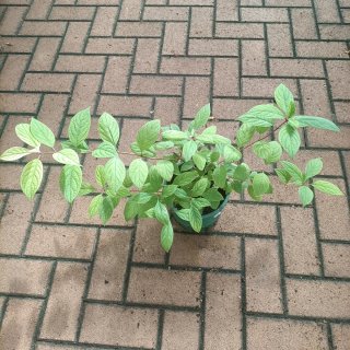 Ortensia 50cm