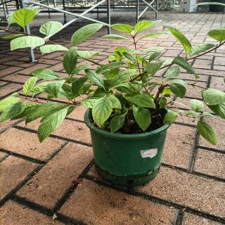 Ortensia 50cm