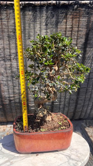 BONSAI OLIVO / ACEBUCHE / ULLASTRE