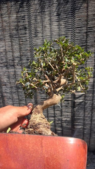 BONSAI OLIVO / ACEBUCHE / ULLASTRE