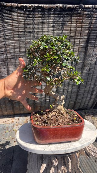 BONSAI OLIVO / ACEBUCHE / ULLASTRE