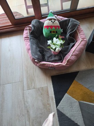 Cochecito para perros y bolso rojo