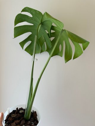 Monstera Deliciosa Mint