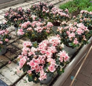 Set 4 Azalee Bicolore Rhododendron Simsii