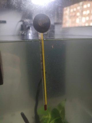 Termómetro para acuario