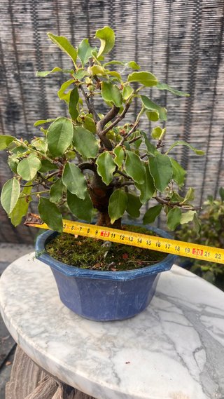 BONSAI PSEUDOCYDONIA SINENSIS SHOHIN IMPORT