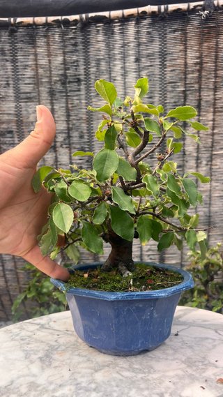 BONSAI PSEUDOCYDONIA SINENSIS SHOHIN IMPORT