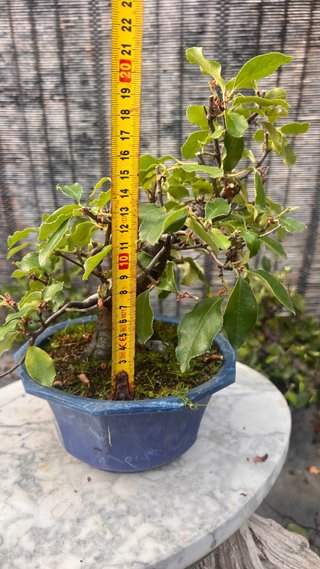 BONSAI PSEUDOCYDONIA SINENSIS SHOHIN IMPORT