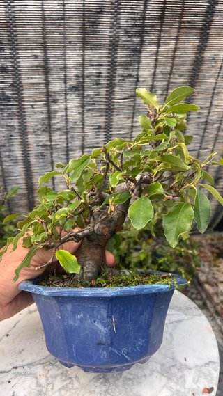 BONSAI PSEUDOCYDONIA SINENSIS SHOHIN IMPORT