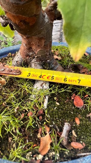 BONSAI PSEUDOCYDONIA SINENSIS SHOHIN IMPORT