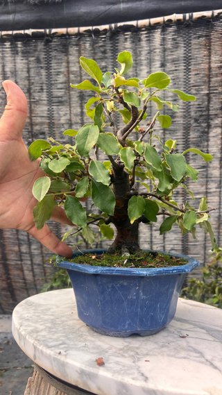 BONSAI PSEUDOCYDONIA SINENSIS SHOHIN IMPORT