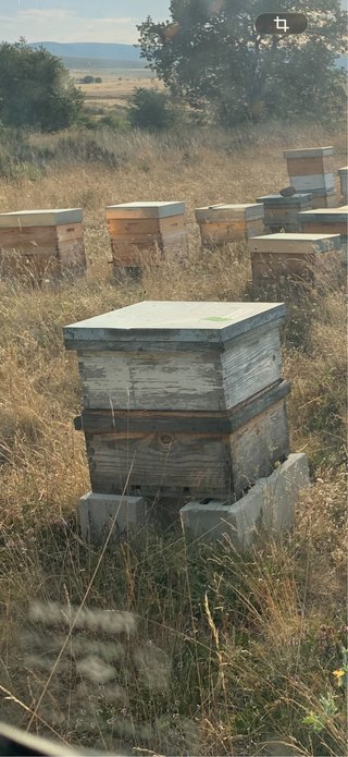 Colmena apicultura con alza poblada