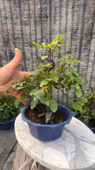 BONSAI PSEUDOCYDONIA SINENSIS SHOHIN IMPORT