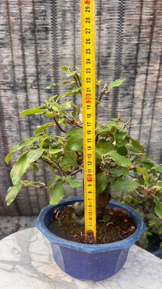 BONSAI PSEUDOCYDONIA SINENSIS SHOHIN IMPORT