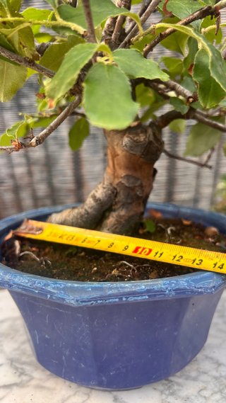 BONSAI PSEUDOCYDONIA SINENSIS SHOHIN IMPORT