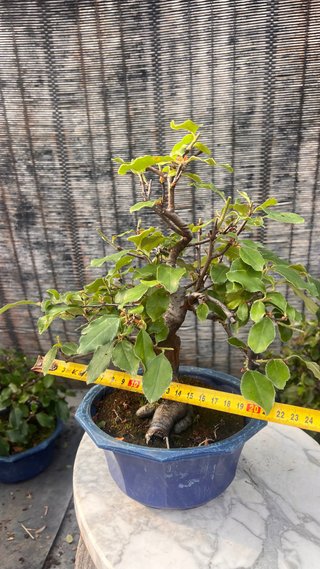 BONSAI PSEUDOCYDONIA SINENSIS SHOHIN IMPORT