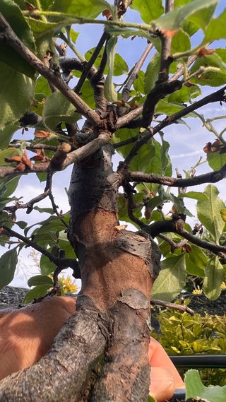 BONSAI PSEUDOCYDONIA SINENSIS SHOHIN IMPORT