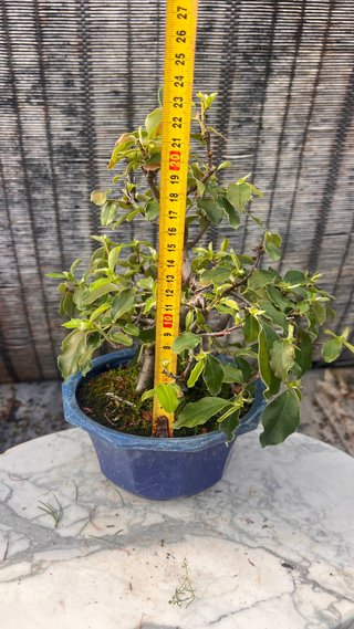 BONSAI PSEUDOCYDONIA SINENSIS SHOHIN IMPORT