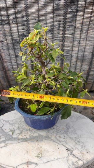 BONSAI PSEUDOCYDONIA SINENSIS SHOHIN IMPORT