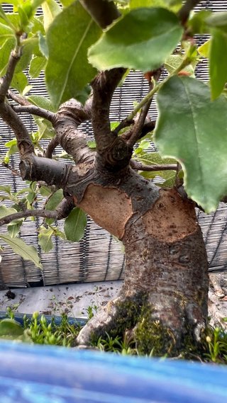 BONSAI PSEUDOCYDONIA SINENSIS SHOHIN IMPORT