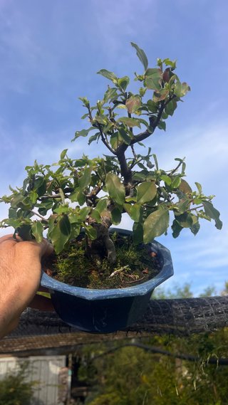 BONSAI PSEUDOCYDONIA SINENSIS SHOHIN IMPORT