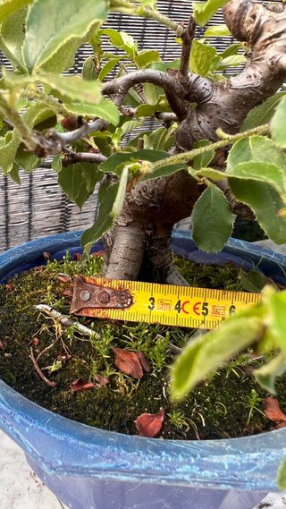 BONSAI PSEUDOCYDONIA SINENSIS SHOHIN IMPORT