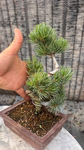 PRE BONSAI PINO BLANCO / GOYOMATSU / PHENTAPHYLLA
