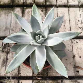 Echeveria Grande Pianta Succulenta