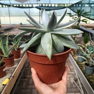 Echeveria Grande Pianta Succulenta