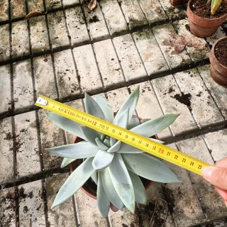 Echeveria Grande Pianta Succulenta