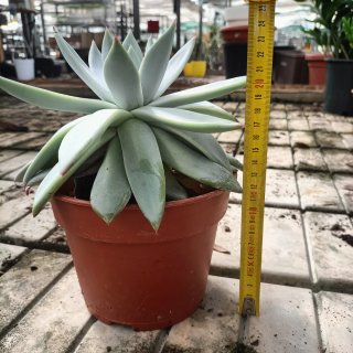 Echeveria Grande Pianta Succulenta