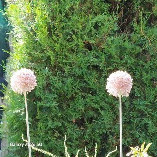 Aglio ornamentale da giardino