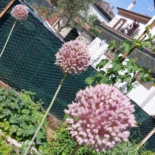 Aglio ornamentale da giardino