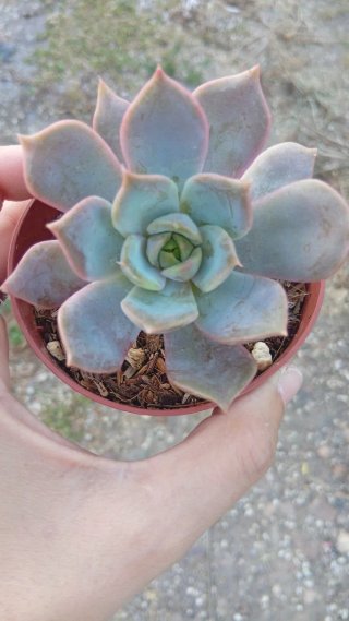 Echeveria Starlight 8.5 cm
