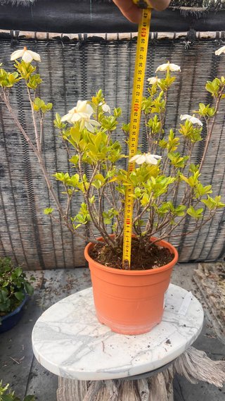 PRE BONSAI SHOHIN GARDENIA JAZMINOIDE