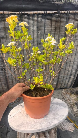 PRE BONSAI SHOHIN GARDENIA JAZMINOIDE
