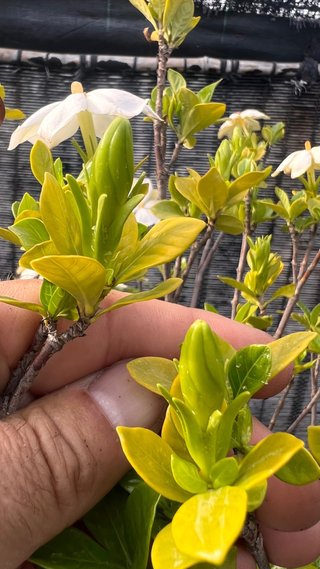 PRE BONSAI SHOHIN GARDENIA JAZMINOIDE