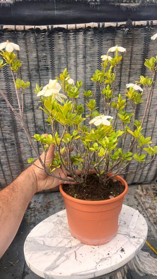 PRE BONSAI SHOHIN GARDENIA JAZMINOIDE
