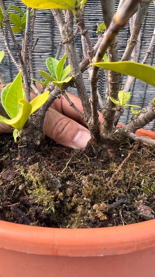 PRE BONSAI SHOHIN GARDENIA JAZMINOIDE