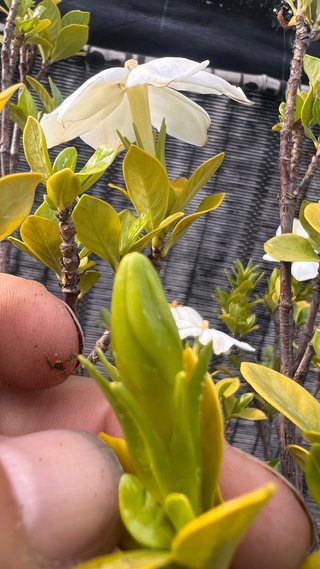 PRE BONSAI SHOHIN GARDENIA JAZMINOIDE