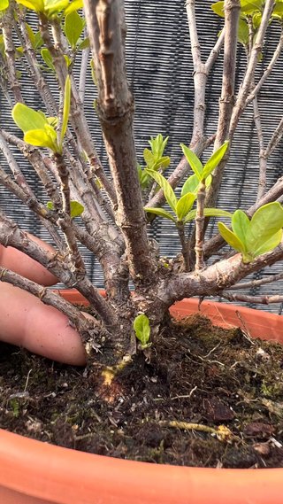 PRE BONSAI SHOHIN GARDENIA JAZMINOIDE
