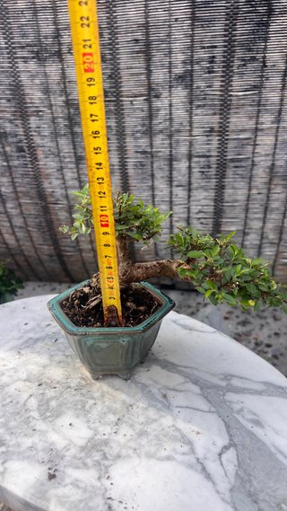 BONSAI SHOHIN OLMO JAPONES NIRE KEYAKI