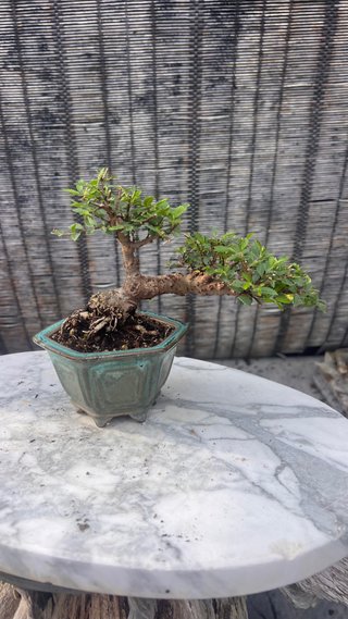 BONSAI SHOHIN OLMO JAPONES NIRE KEYAKI
